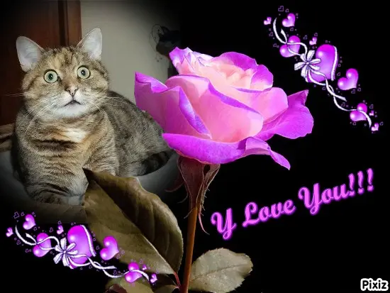 Condolence image of Tanja mit Timmy im Herzen 