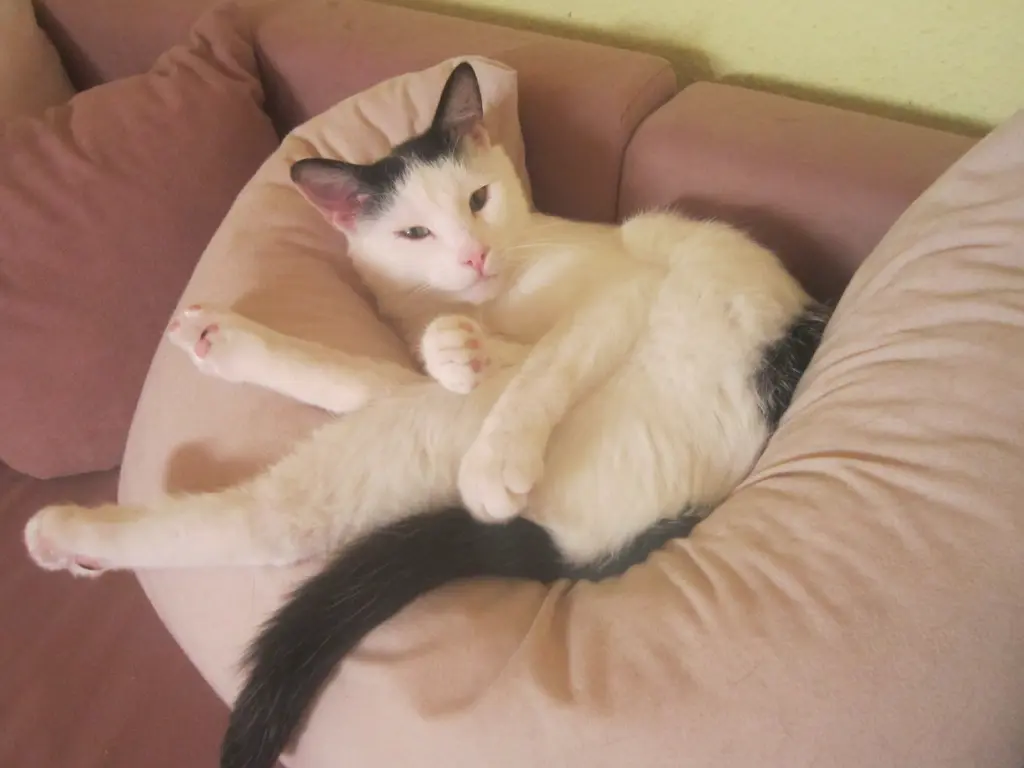 Condolence image of Lydia mit SternchenTommy und Balu