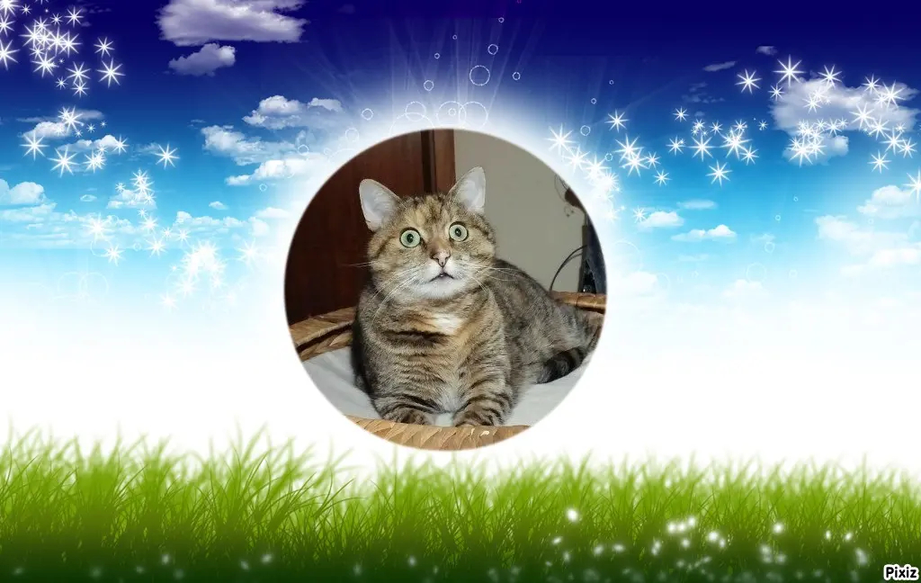 Condolence image of Tanja mit Timmy im Herzen 