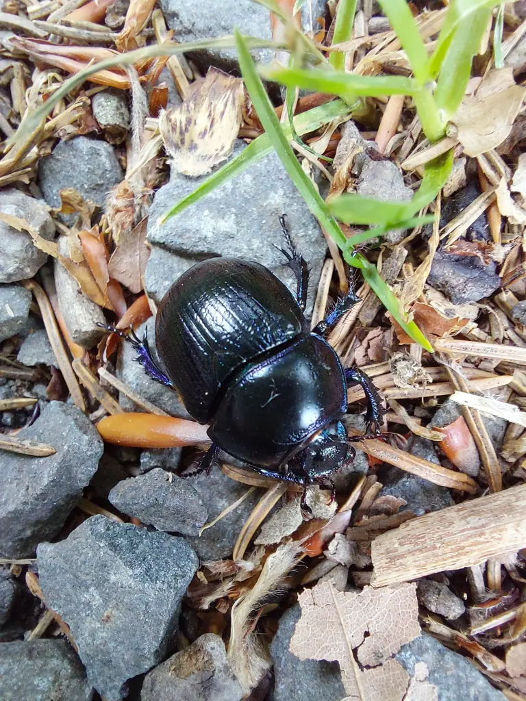 Condolence image of Mama Daniela an Engelchen Pauline ❤️