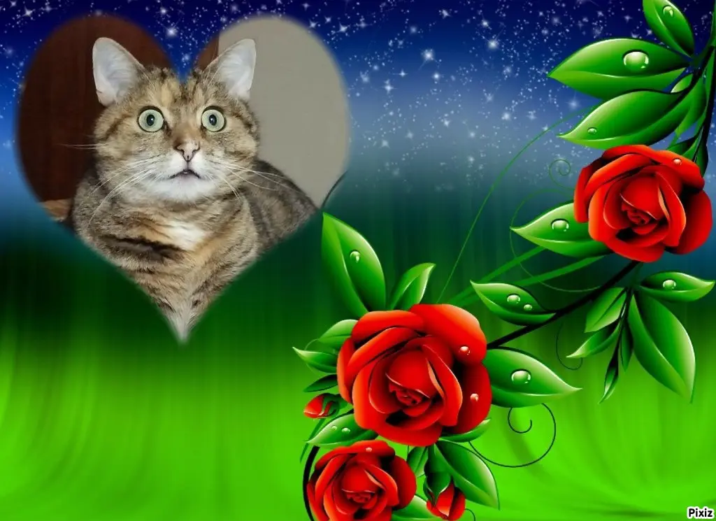 Condolence image of Tanja mit Timmy im Herzen 