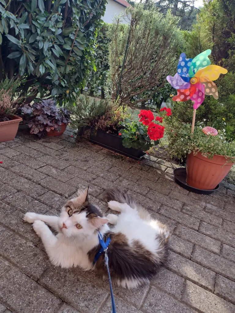 Condolence image of Corinna mit Emma, Pummelchen und anderen Sternlein im ❤️