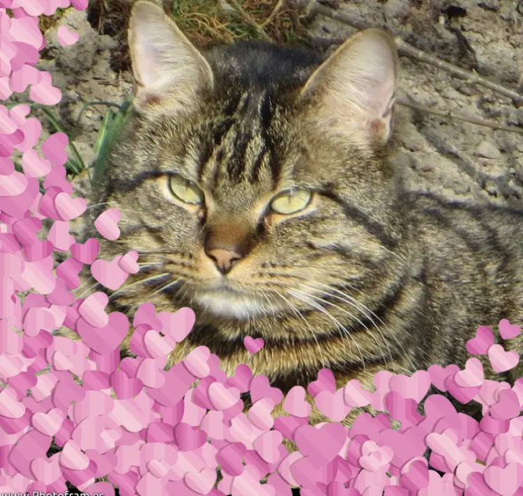 Condolence image of Ravi, Zausi und Carmen