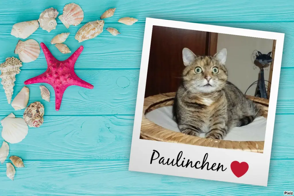 Condolence image of Tanja mit Timmy im Herzen