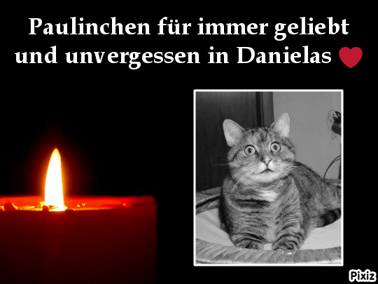Condolence image of Tanja mit Timmy im Herzen