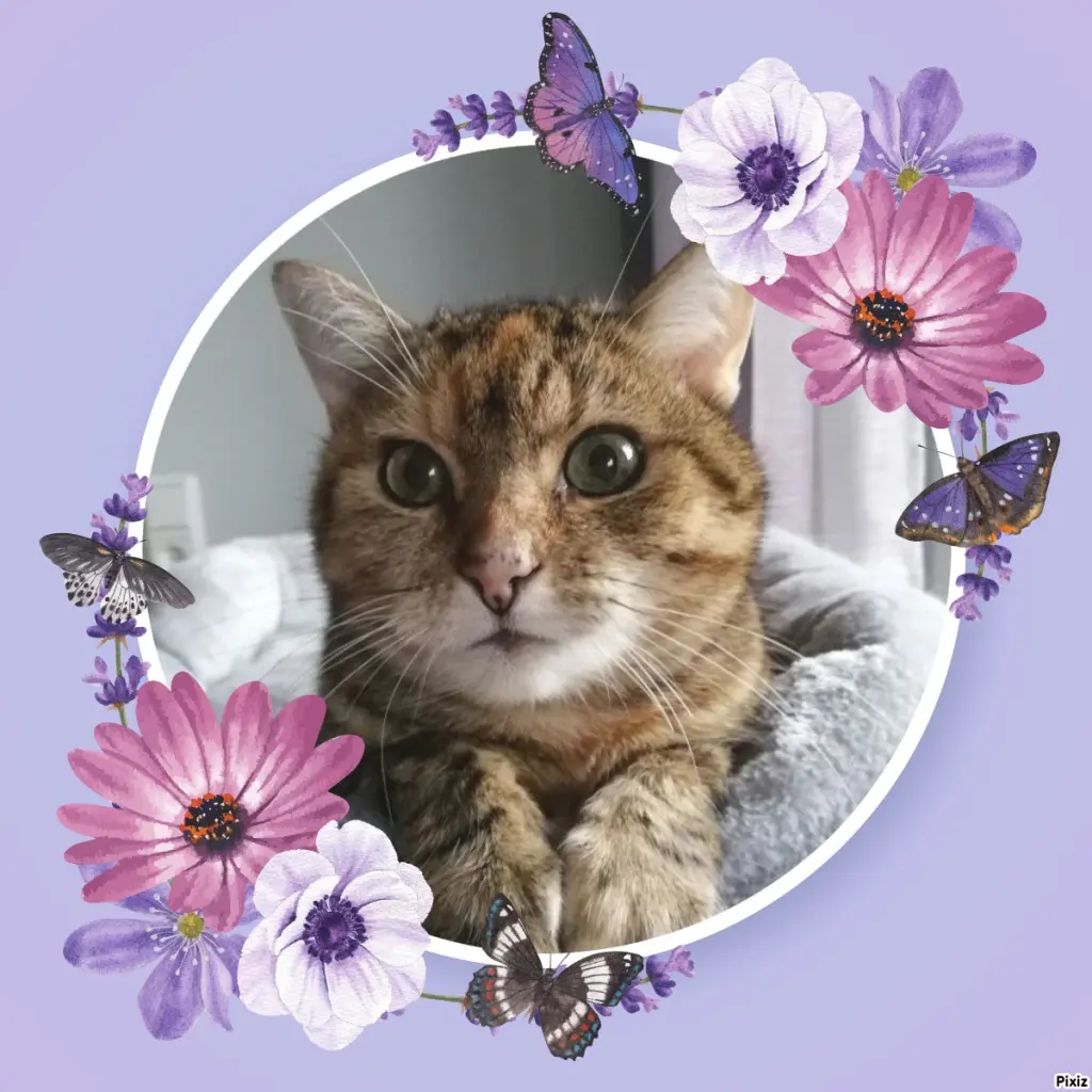 Condolence image of Sternchenpost ⭐