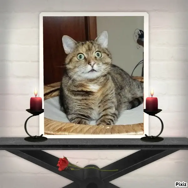 Condolence image of Tanja mit Timmy im Herzen 