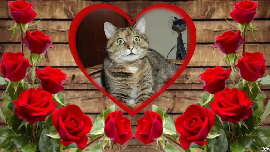 Condolence image of Tanja mit Timmy im Herzen 