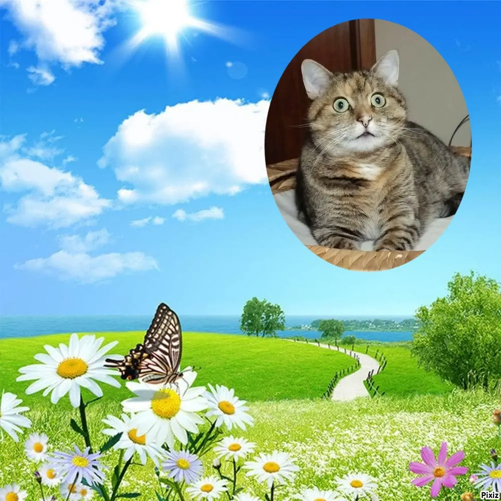 Condolence image of Tanja mit Timmy im Herzen 