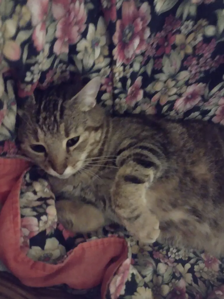 Condolence image of Schnucky