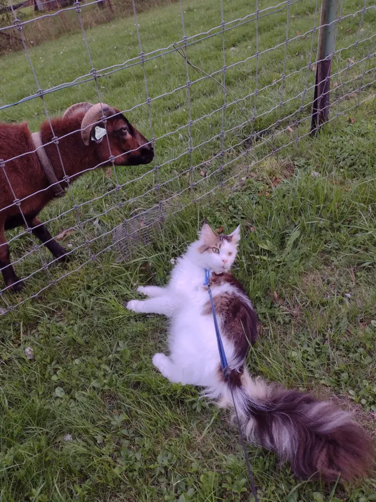 Condolence image of Corinna mit Emma, Pummelchen und anderen Sternlein im ❤️