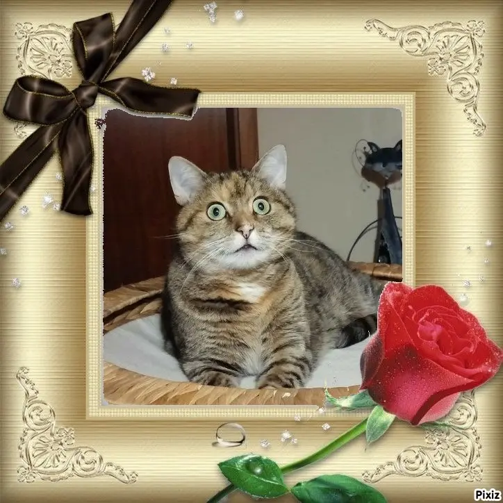 Condolence image of Tanja mit Timmy im Herzen 