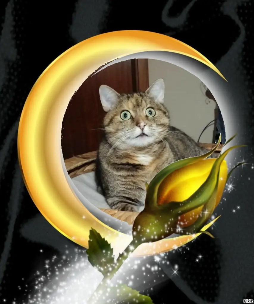 Condolence image of Tanja mit Timmy im Herzen 