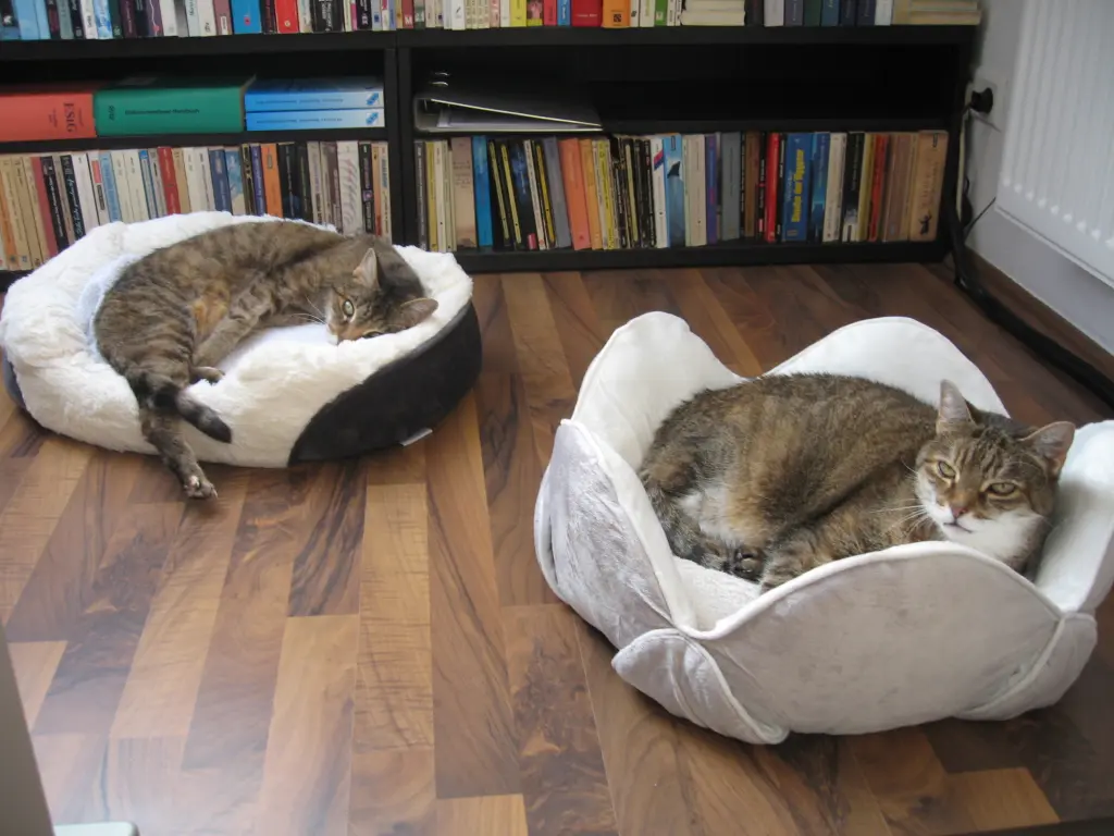 Condolence image of Sternchenpost an Pauline ♥