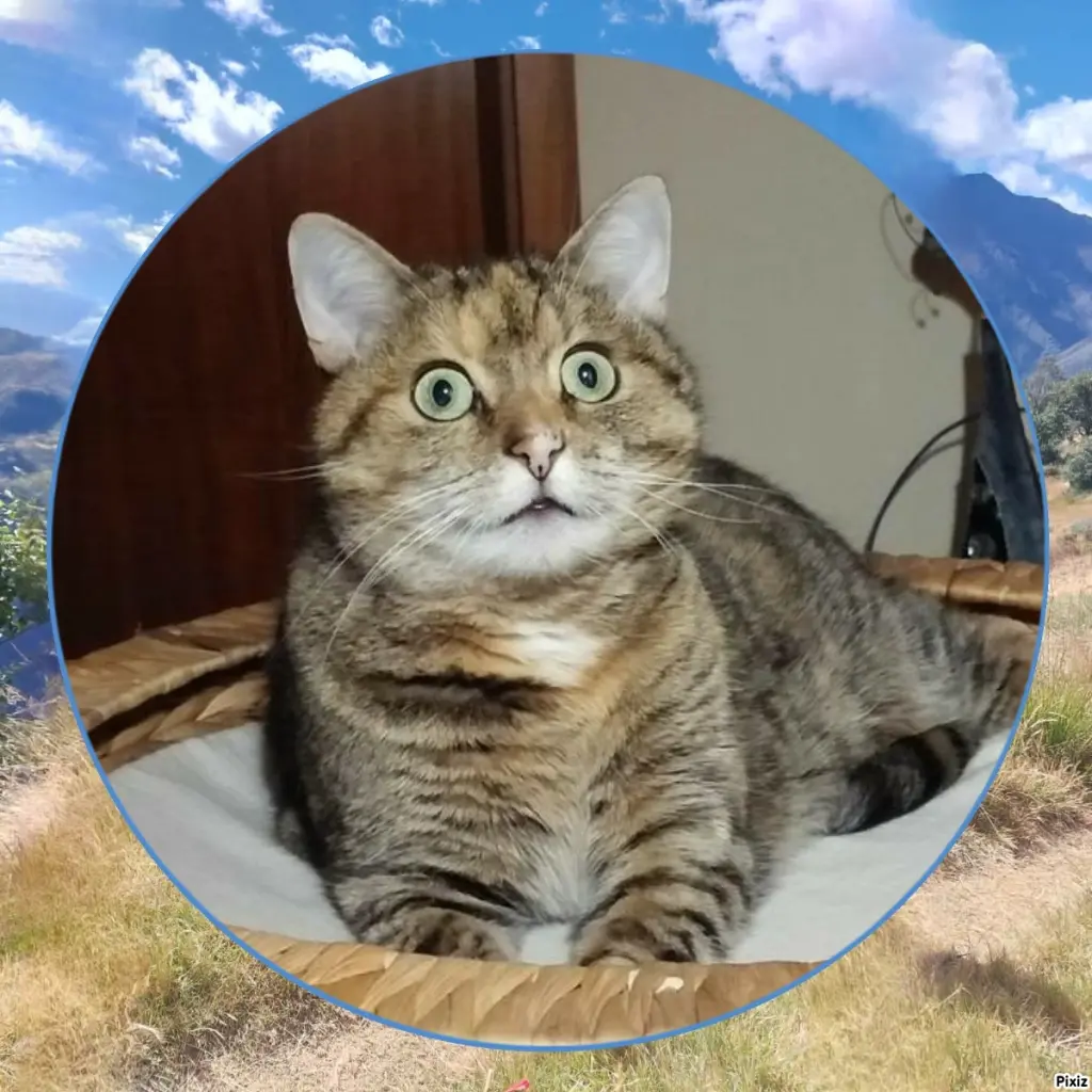 Condolence image of Tanja mit Timmy im Herzen 