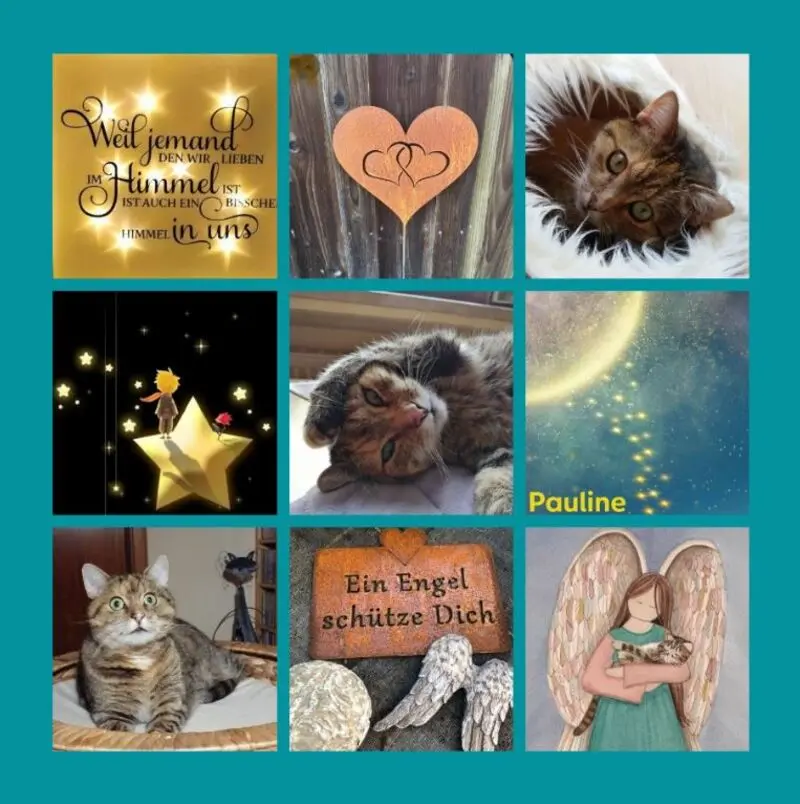 Condolence image of Rosen für Pauline