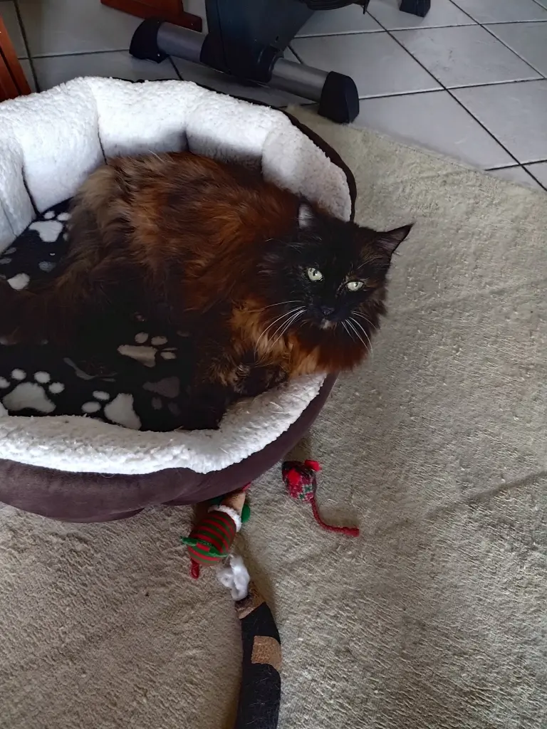 Condolence image of Corinna mit Emma, Pummelchen und anderen Sternlein im ❤️