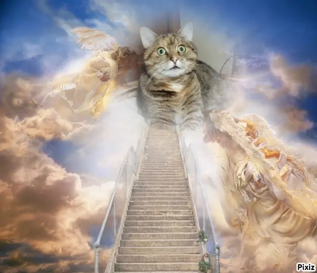 Condolence image of Tanja mit Timmy im Herzen 