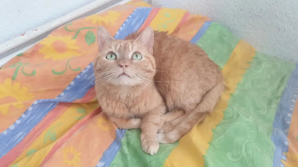 Condolence image of Lydia mit SternchenTommy, Balu und Tammi