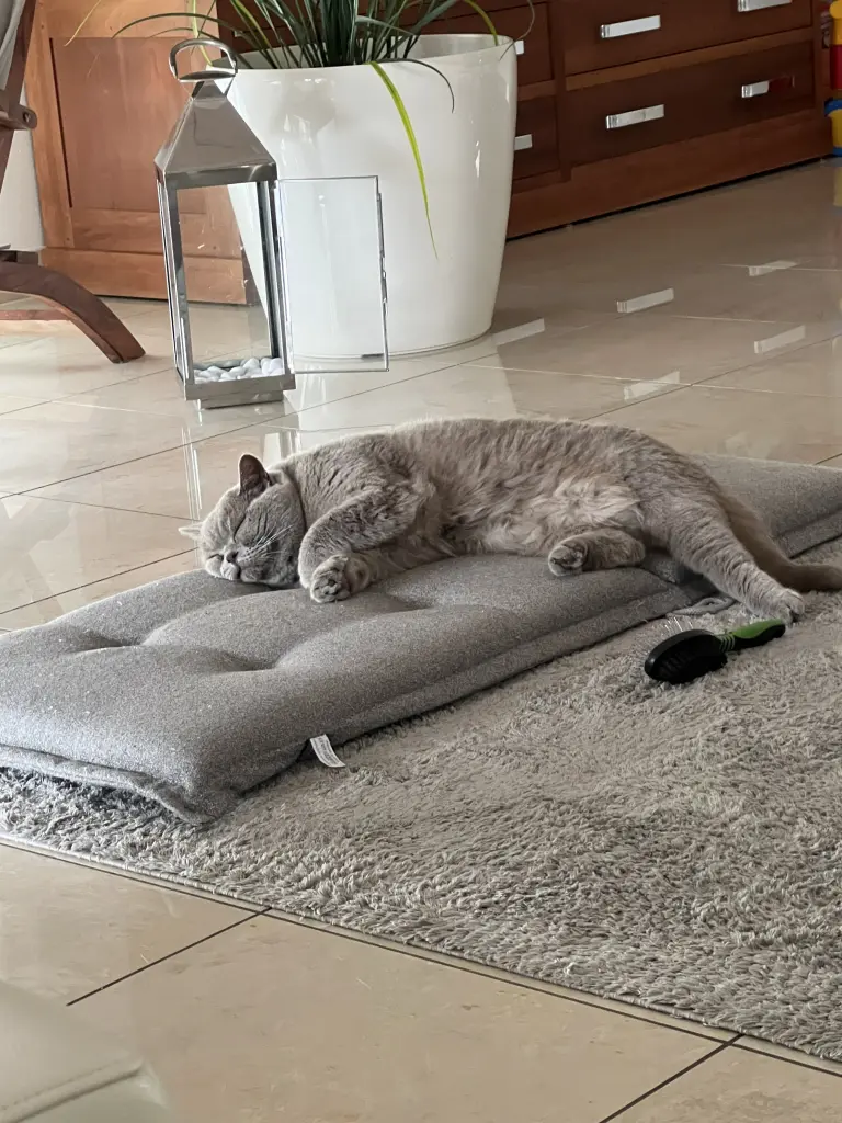 Condolence image of An Pauline und Mama Daniela 