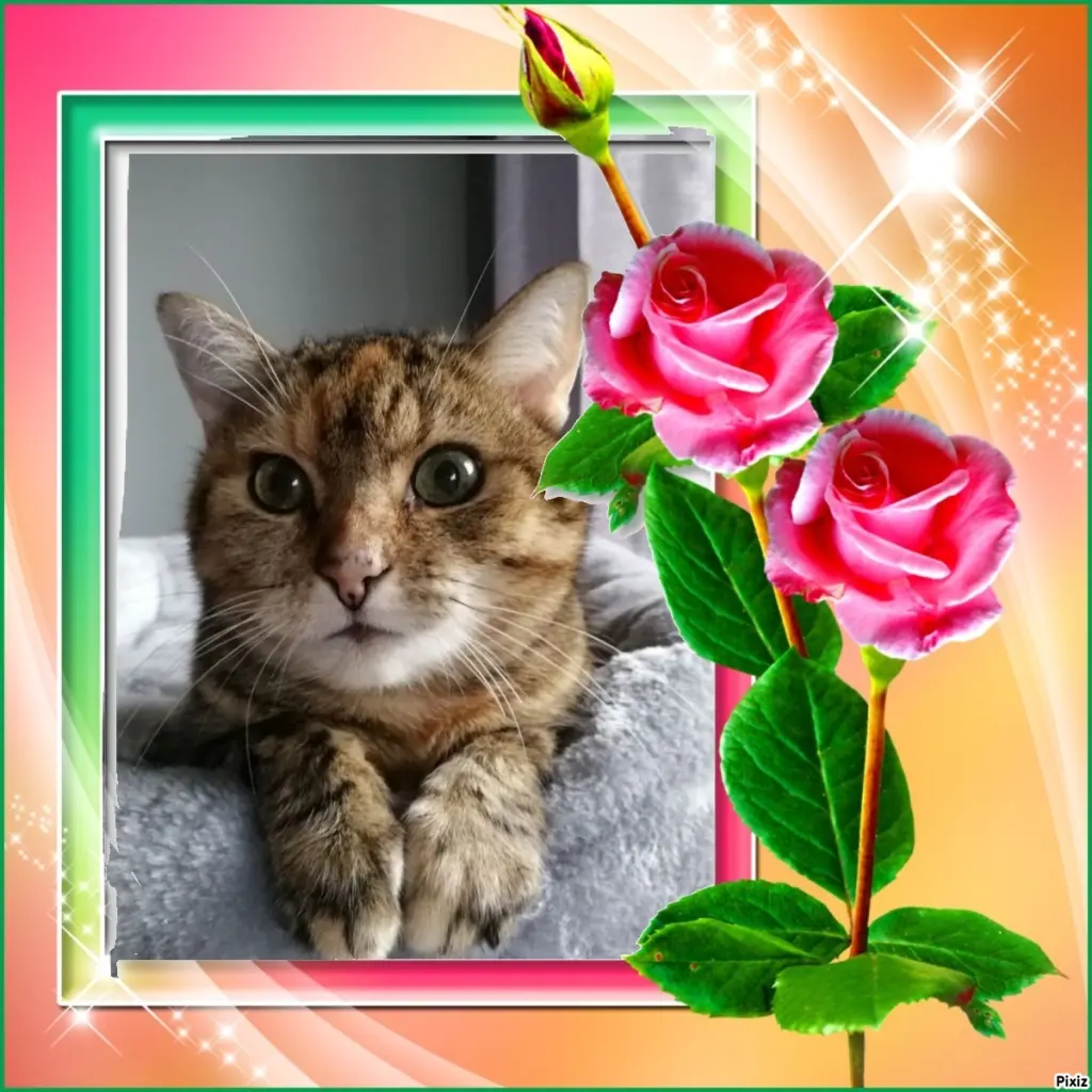 Condolence image of Sternchenpost ⭐