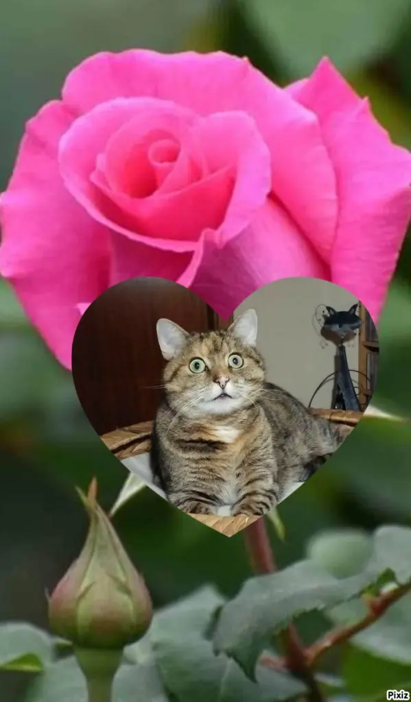 Condolence image of Tanja mit Timmy im Herzen