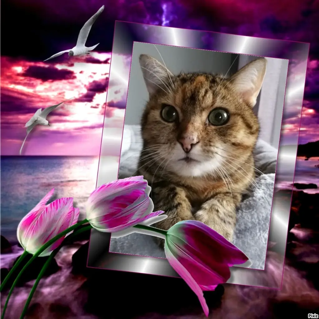 Condolence image of Patricia mit Bunny im ❤ gest. 24.11.2020