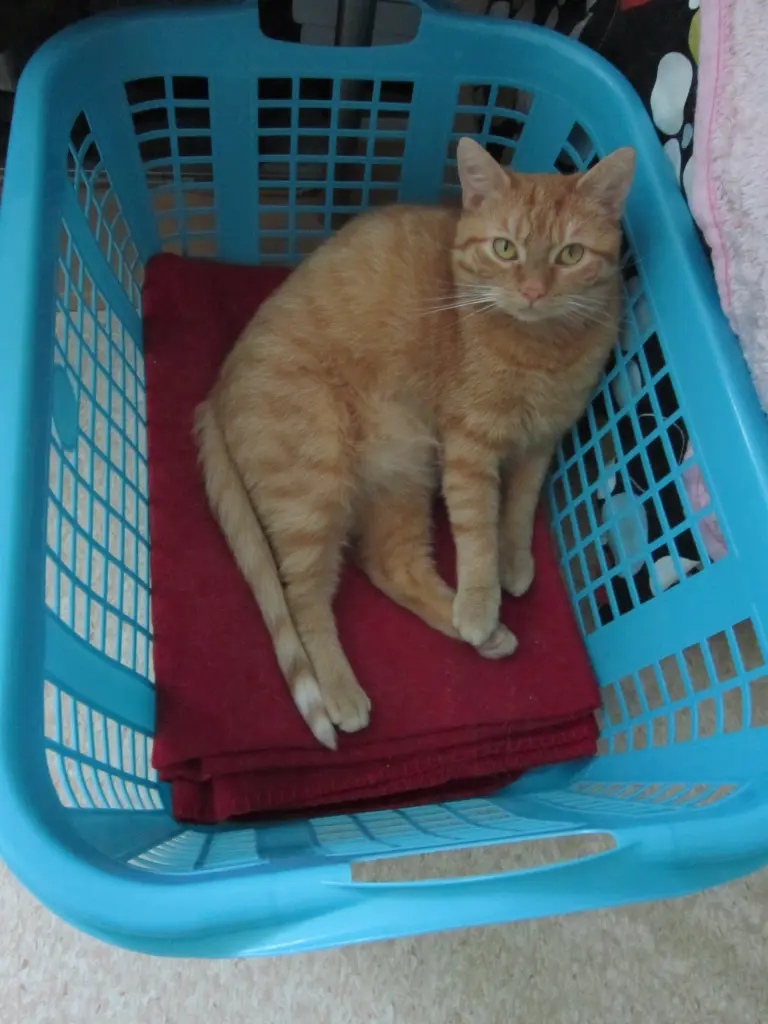 Condolence image of Lydia mit SternchenTommyn + 02.06.2020 , Balu + 09.03.2023 und Tammi - Martha + 24.08.2023