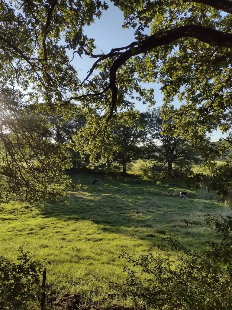 Condolence image of Corinna mit Emma, Pummelchen und anderen Sternlein im ❤️
