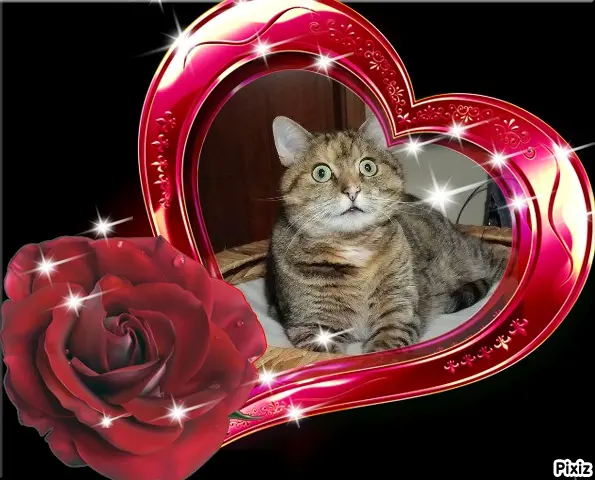 Condolence image of Tanja mit Timmy im Herzen