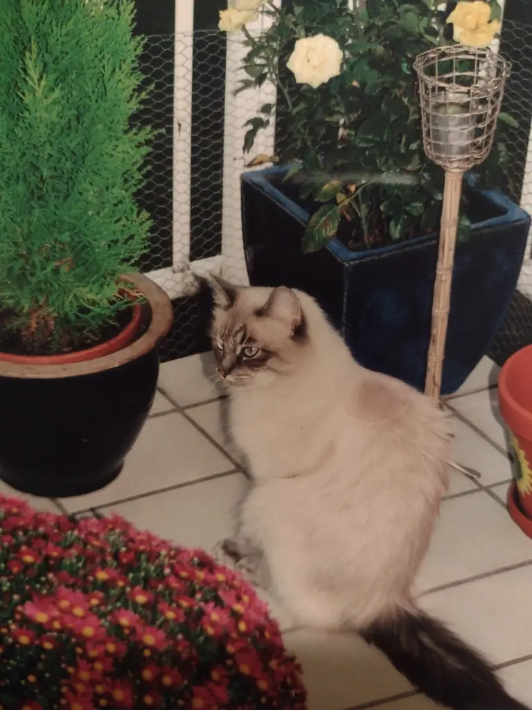 Condolence image of Corinna mit Emma, Pummelchen und anderen Sternlein im ❤️
