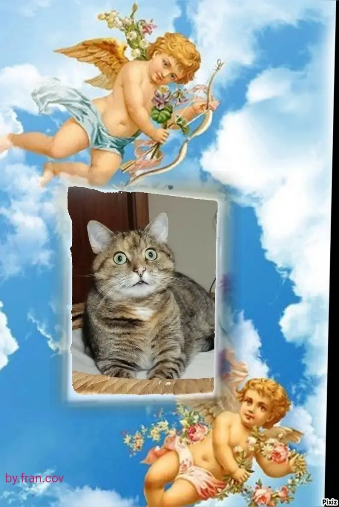 Condolence image of Tanja mit Timmy im Herzen 