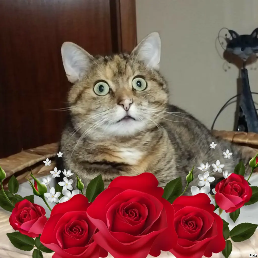 Condolence image of Tanja mit Timmy im Herzen 