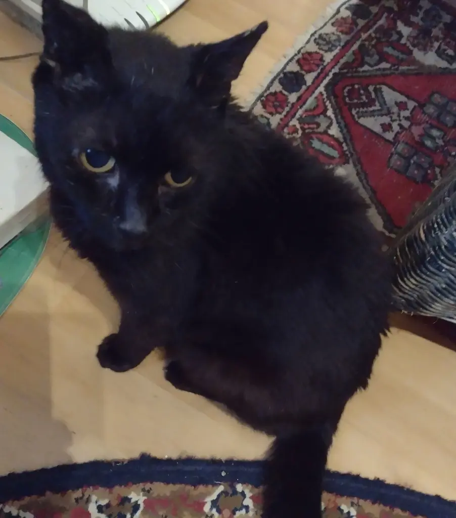 Condolence image of Corinna &Blacky