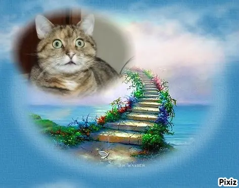 Condolence image of Tanja mit Timmy im Herzen 