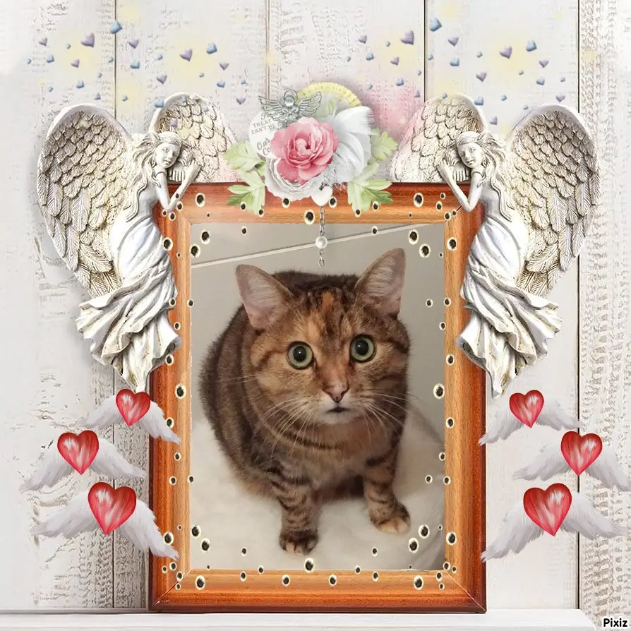 Condolence image of Sternchenpost ⭐