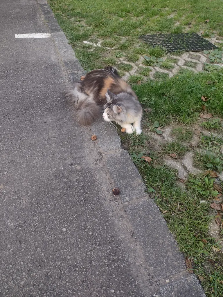 Condolence image of Corinna mit Emma, Pummelchen und anderen Sternlein im ❤️