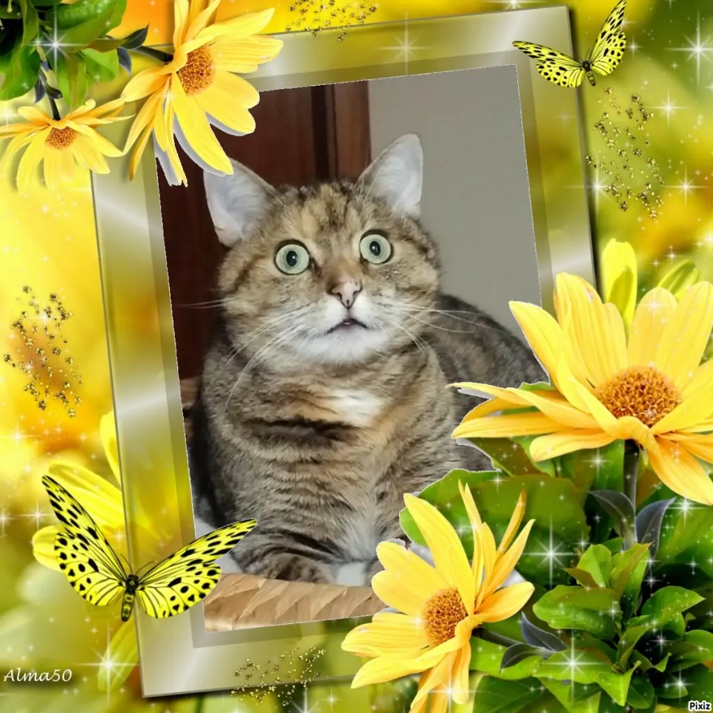 Condolence image of Tanja mit Timmy im Herzen