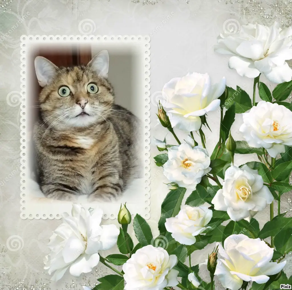 Condolence image of Tanja mit Timmy im Herzen