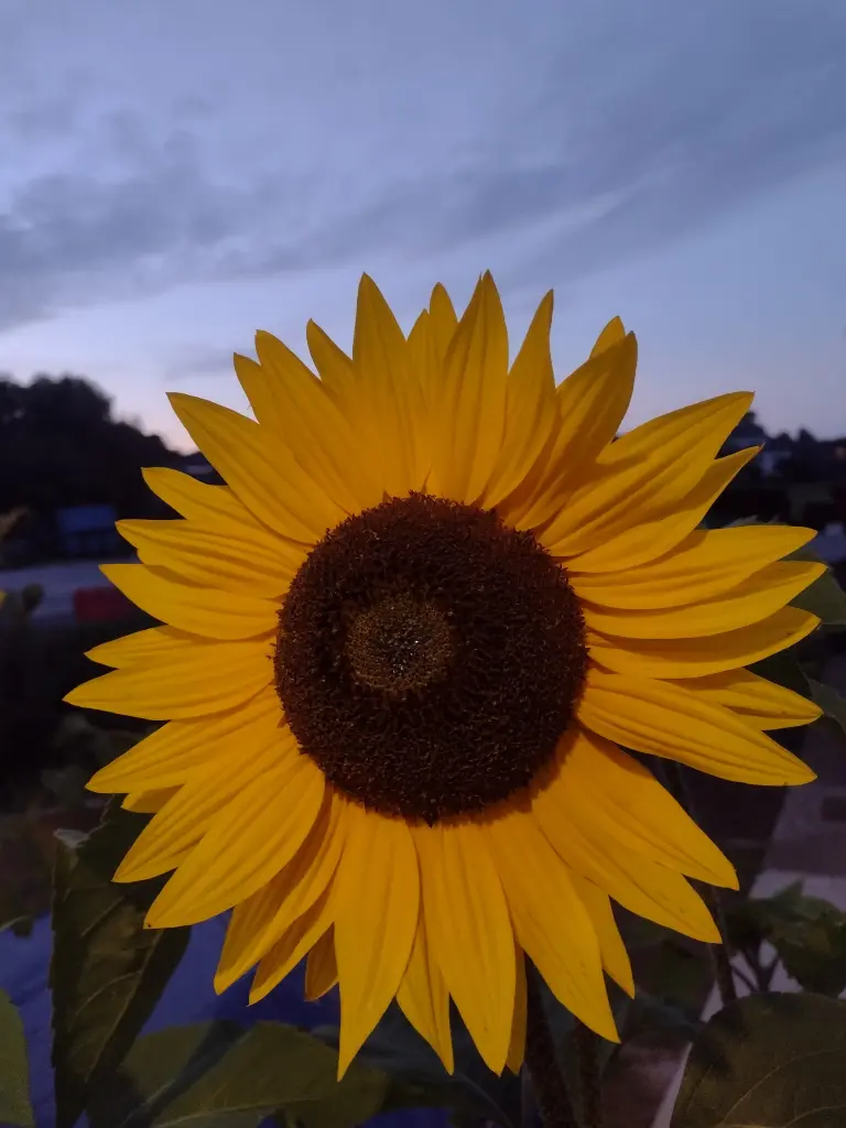 Condolence image of Corinna mit Emma, Pummelchen und anderen Sternlein im ❤️