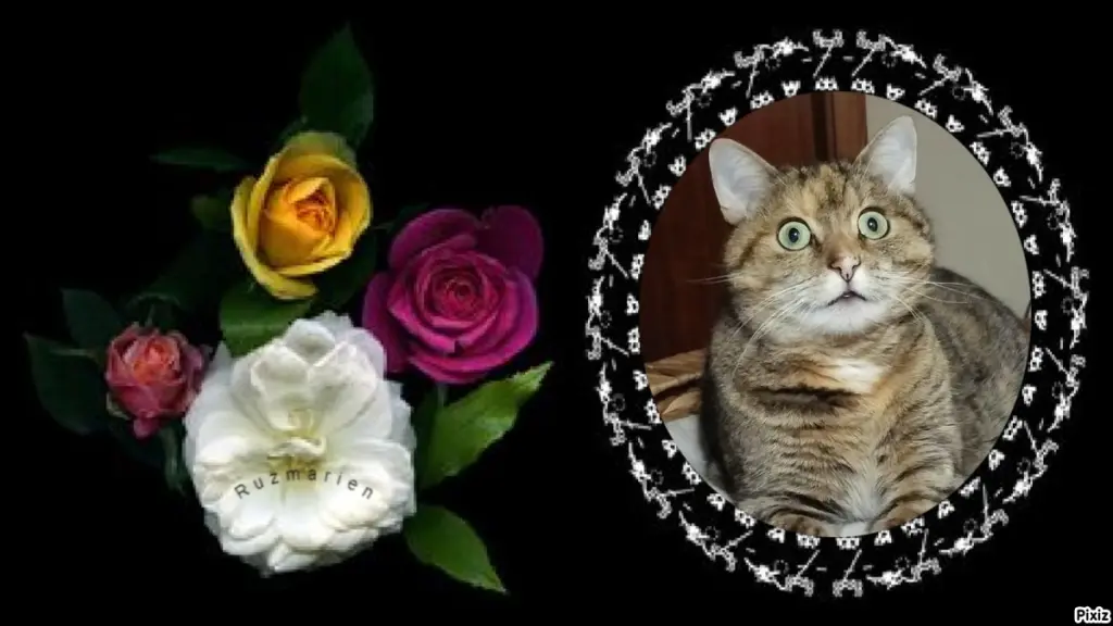 Condolence image of Tanja mit Timmy im Herzen 