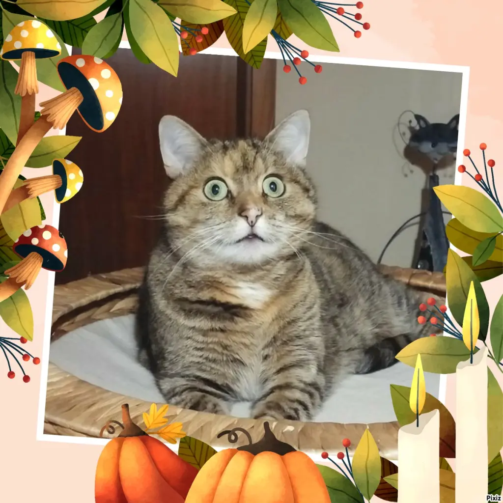 Condolence image of Tanja mit Timmy im Herzen 