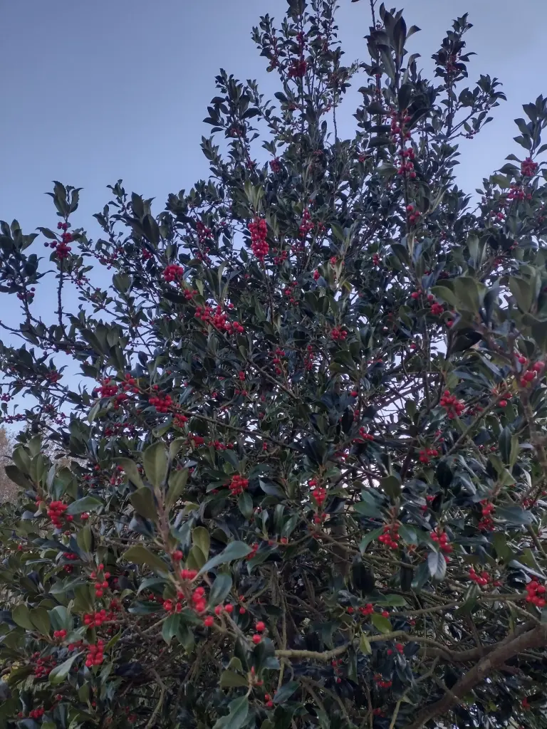 Condolence image of Corinna mit Emma, Pummelchen und anderen Sternlein im ❤️