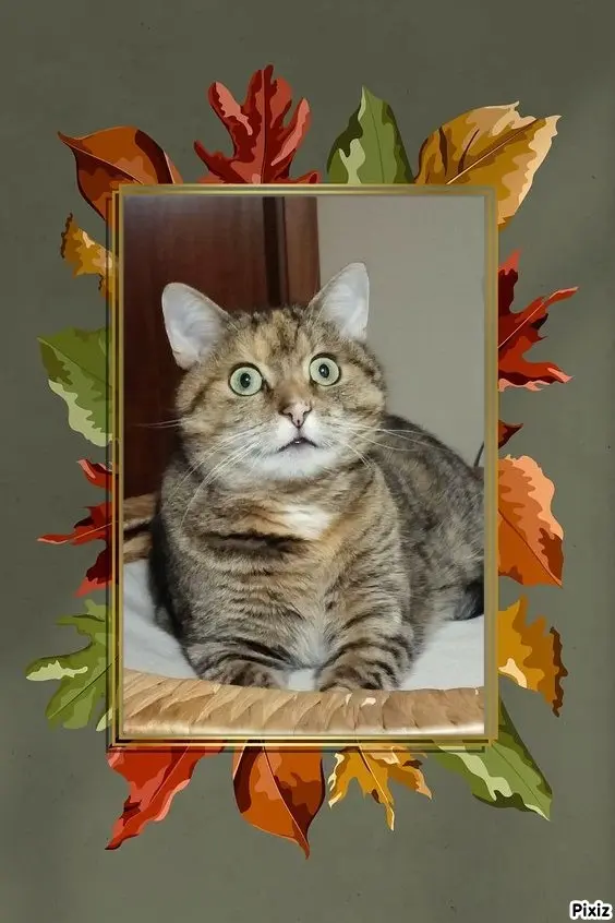 Condolence image of Tanja mit Timmy im Herzen 