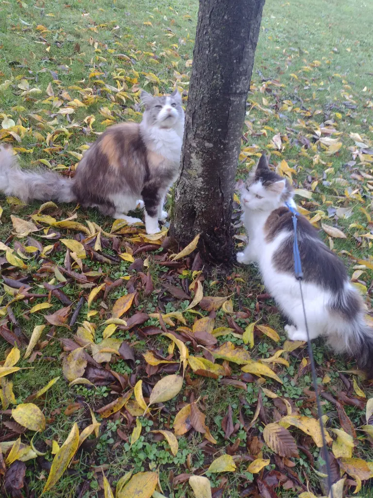Condolence image of Corinna mit Emma, Pummelchen und anderen Sternlein im ❤️