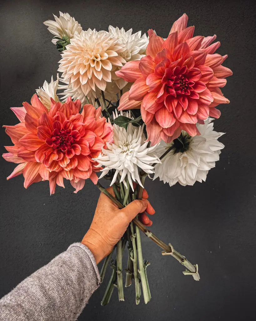 Condolence image of Sternchenpost an Pauline ♥