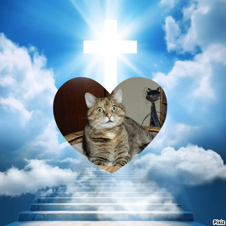 Condolence image of Tanja mit Timmy im Herzen 