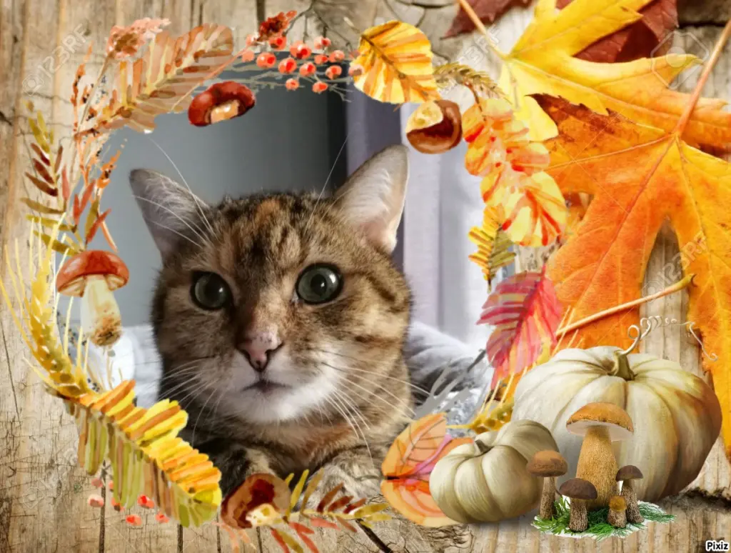 Condolence image of Sternchenpost ⭐