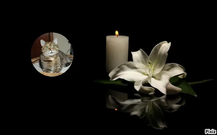 Condolence image of Tanja mit Timmy im Herzen