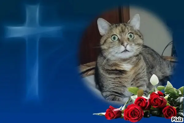 Condolence image of Tanja mit Timmy im Herzen